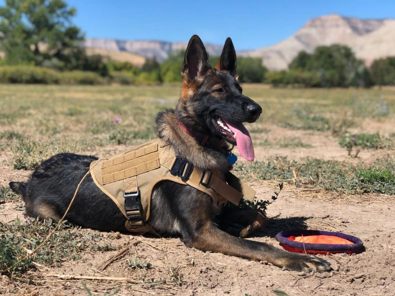 Tactical Dog Harness Set w/ Leash Collar Bags Patches for Large Dogs Training