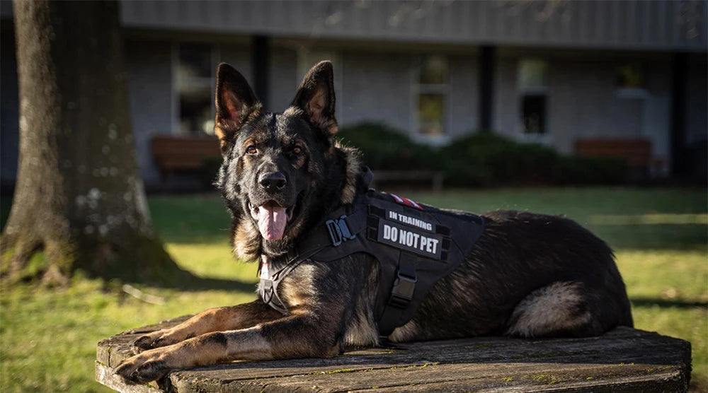 Tactical Dog Harness & Leash Set for German Shepherd Malinois Large Dogs